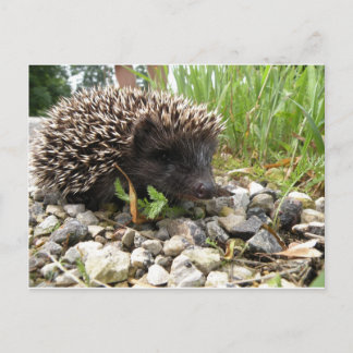 Happy Thanksgiving! Holiday Postcard