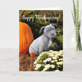 Happy Thanksgiving Pitbull puppy card