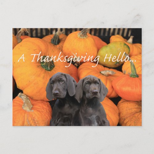 Happy Thanksgiving Pointer Sisters Holiday Postcard