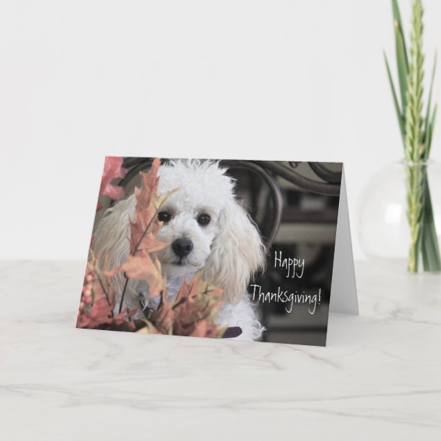 Happy Thanksgiving Poodle dog card (Front)