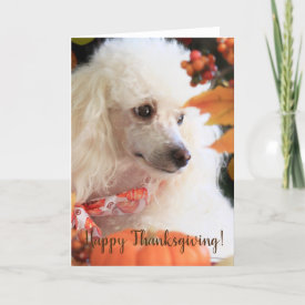 Happy Thanksgiving Poodle puppy card