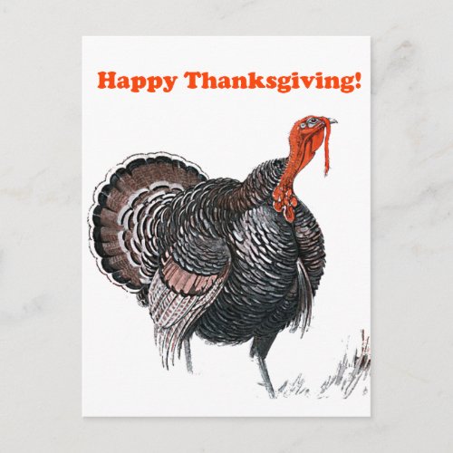 Happy Thanksgiving Vintage Turkey Drawing Holiday Postcard