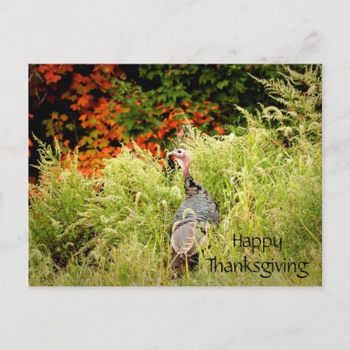 Happy Thanksgiving Wild Turkey Fall Leaves Postcard