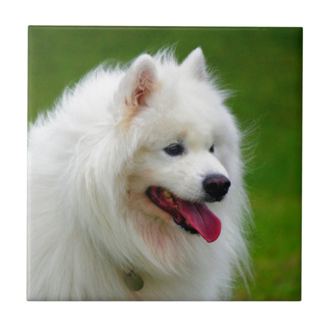 Happy to see you dog samoyed canine pet tile (Front)