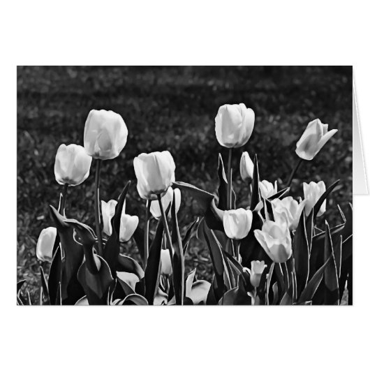 Happy Tulips Black and White Cards (Front Horizontal)