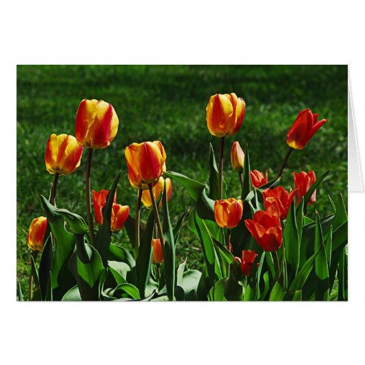 Happy Tulips Cards (Front Horizontal)