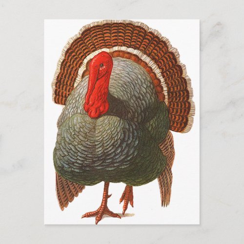 Happy Turkey Day Vintage Turkey Postcard