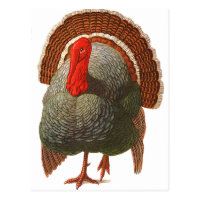 Happy Turkey Day Vintage Turkey Postcard