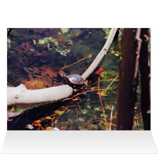 Happy Turtle (Inside Horizontal (Top))