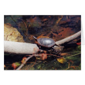 Happy Turtle (Front Horizontal)