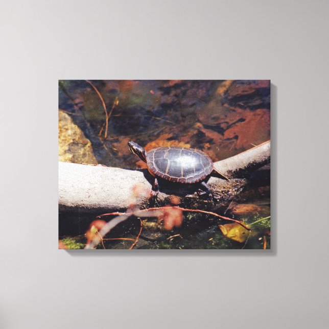 Happy Turtle Canvas Print (Front)