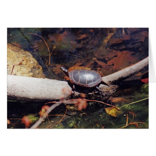 Happy Turtle Cards (Front Horizontal)