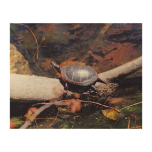 Happy Turtle Wood Wall Decor