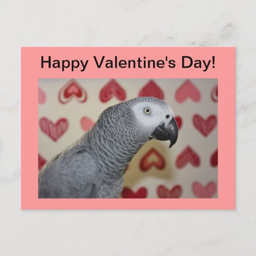 Happy Valentines Day African Grey Parrot Postcard