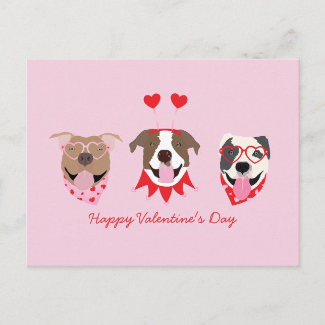 Happy Valentines Day American Pit Bull Terriers Postcard (Front)