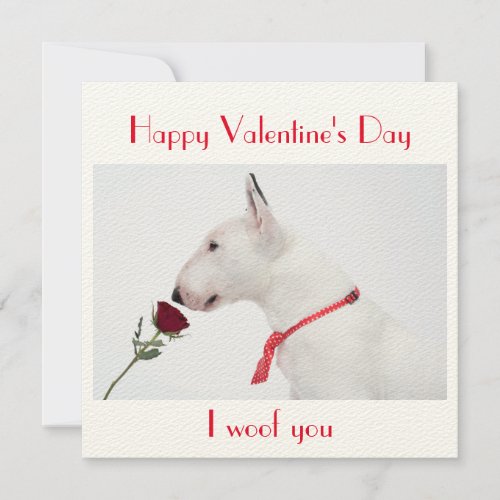 Happy Valentines Day Bull Terrier with a Rose Card