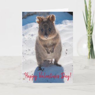 Happy Valentine's Day Cute Quokka on the Beach