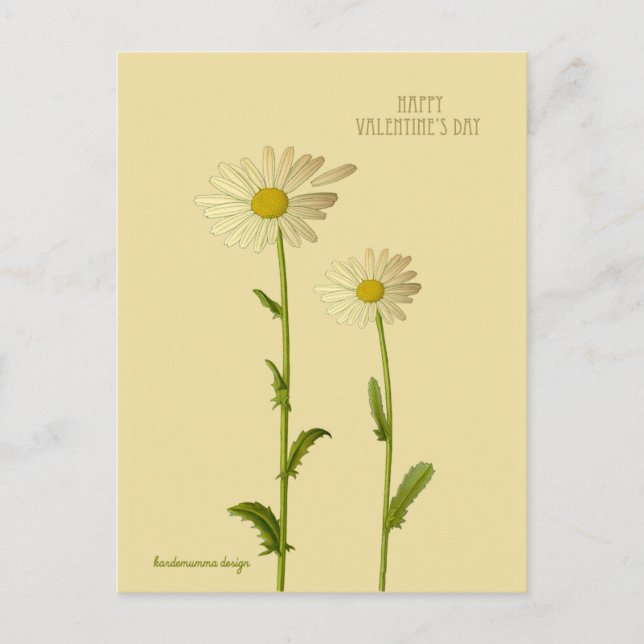Happy Valentine's day - Daisy flower Holiday Postcard (Front)