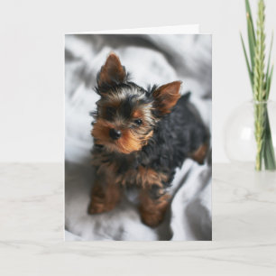 Happy Valentine's Day   Dog Face   Add Your Name Letterpress Thank You Card