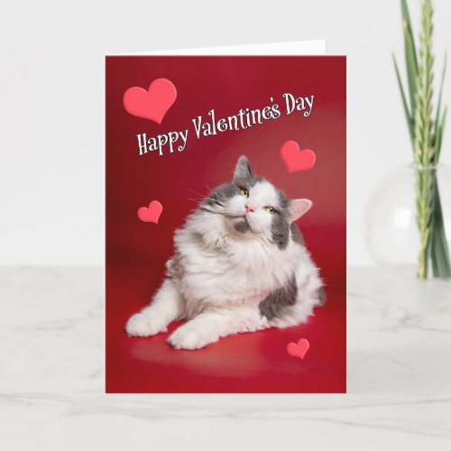 Happy Valentines Day For Anyone Cute Smiling Cat Holiday Card