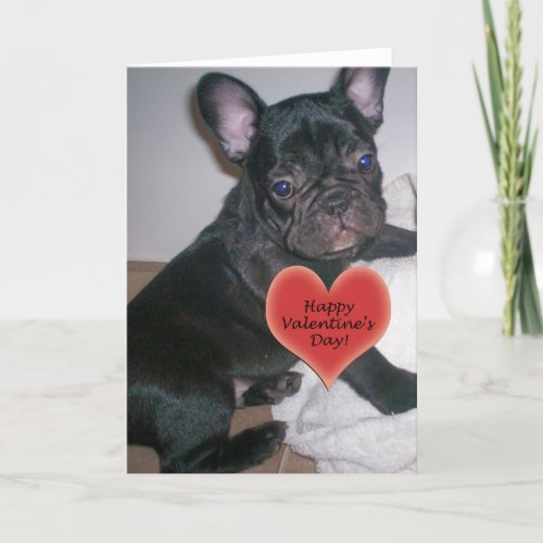 Happy Valentines Day French Bulldog Card