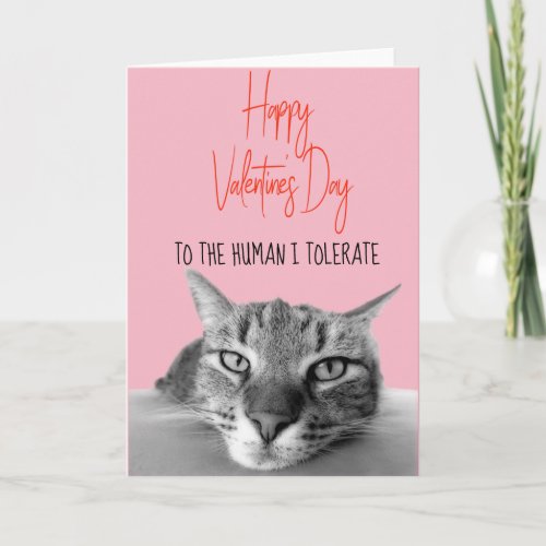 Happy Valentines Day From Cat To Human  Funny Card