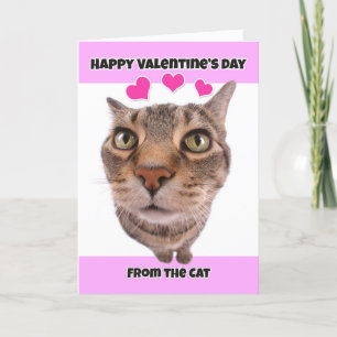 Happy Valentine's Day from the Cat Humor Holiday Card