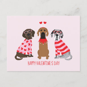 Happy Valentines Day Great Dane Dogs Postcard