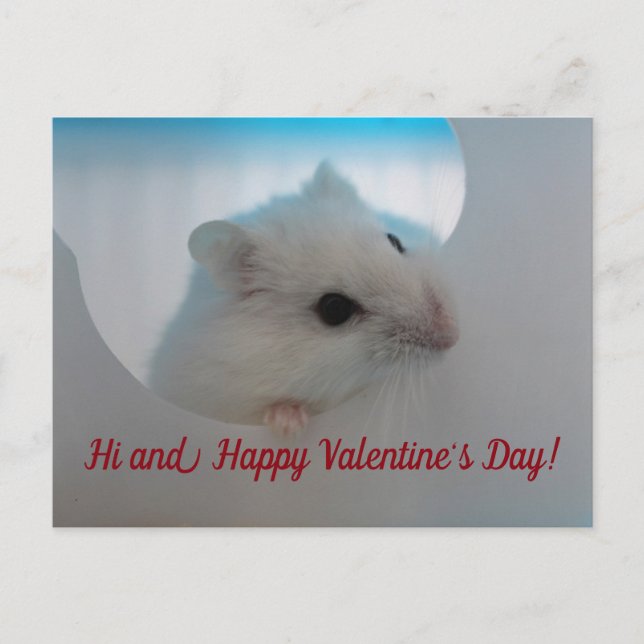 Happy Valentine's Day Hamster Holiday Postcard (Front)