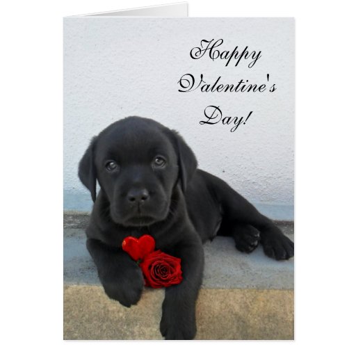 Happy Valentine's Day Labrador dog card | Zazzle