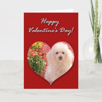 Happy Valentine's Day Poodle Card by ritmoboxer at Zazzle