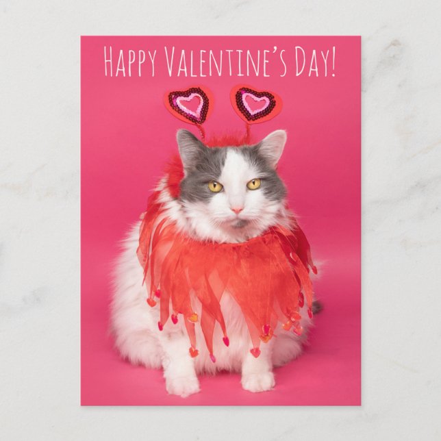 Happy Valentine's Day Warm and Fuzzy Cat Holiday Postcard (Front)
