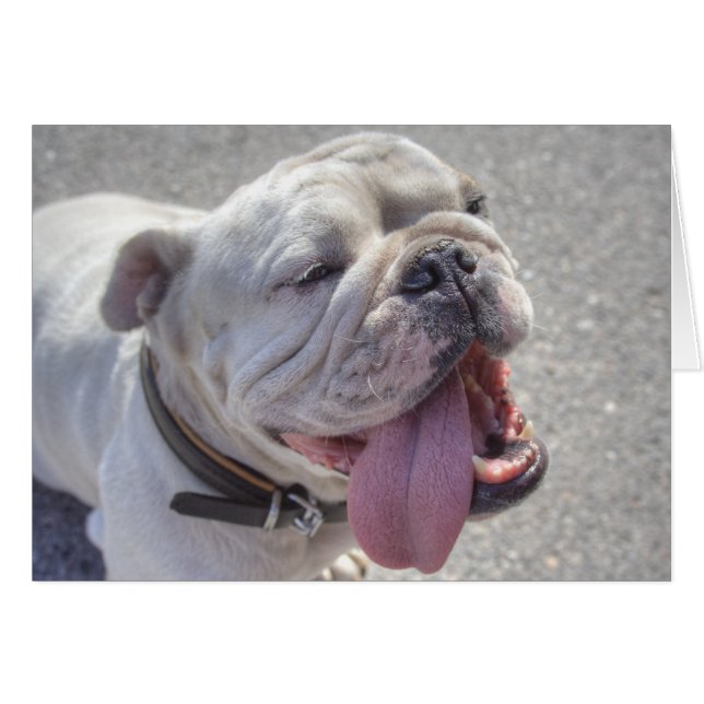 Happy White Bulldog Cards (Front Horizontal)