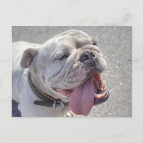 Happy White Bulldog Postcard