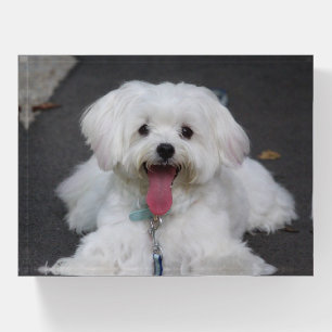 Happy White Maltese Puppy Dog Paperweight