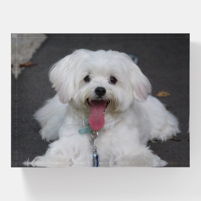 Happy White Maltese Puppy Dog Paperweight (Front)