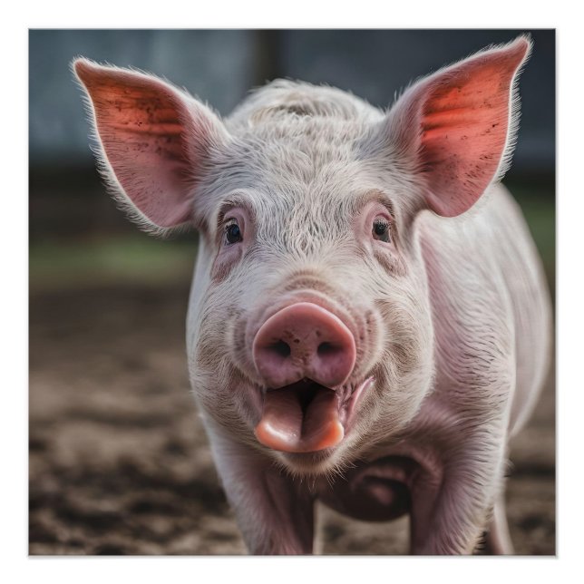 Happy White Pig Tongue Poke,  Poster (Front)