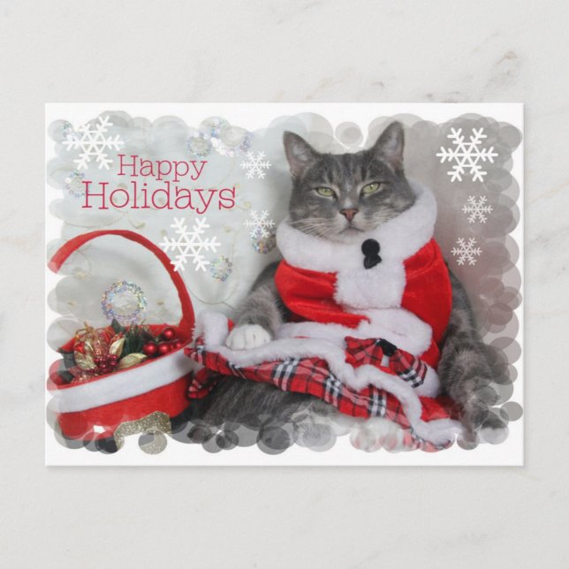 Happy Winter Holidays with Cat Holiday Postcard (Front)
