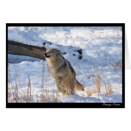 Happy Wolf Cards (Front Horizontal)