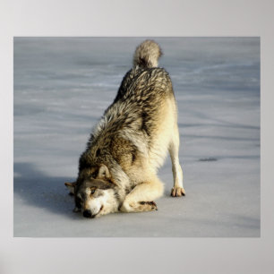 Happy Wolf On Frozen Pond Poster