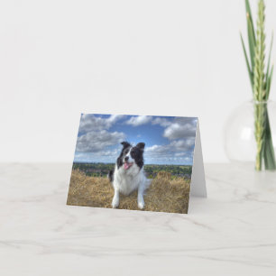 Happy WoofDay! Sunshine Summer Collie Dog Card