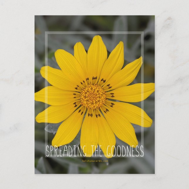 Happy Yellow Flower - Wishing you Joy Postcard (Front)
