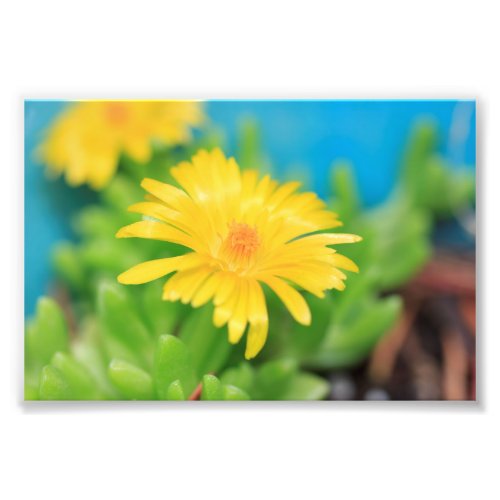 Happy Yellow Succulent Flower Photo Print