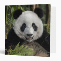 Happy young panda, China