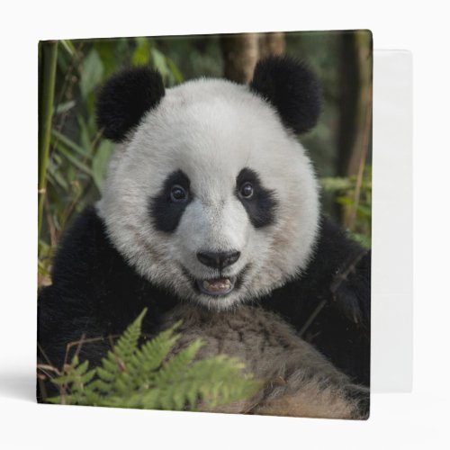 Happy young panda China 3 Ring Binder