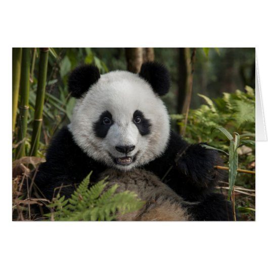 Happy young panda, China Cards (Front Horizontal)