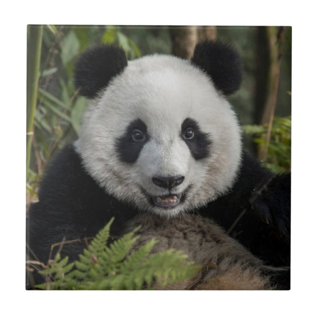 Happy young panda, China Ceramic Tile (Front)