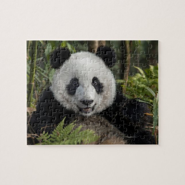 Happy young panda, China Jigsaw Puzzle (Horizontal)