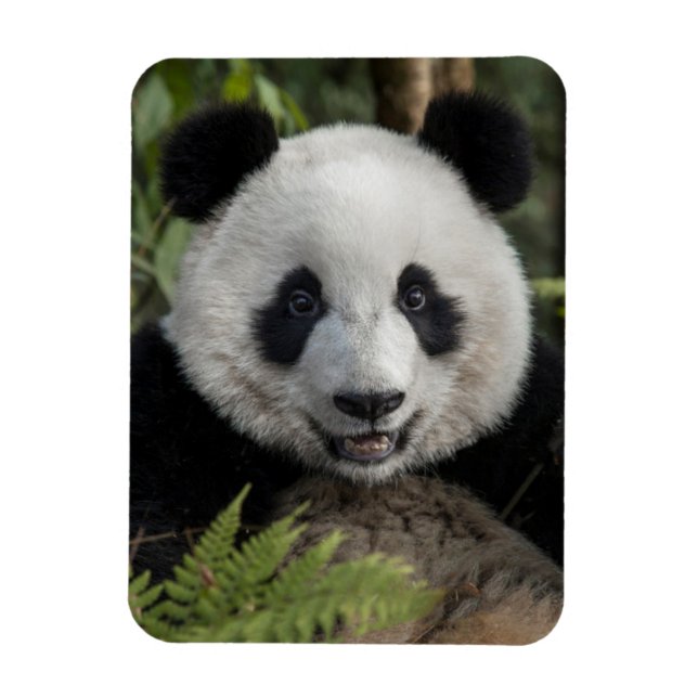Happy young panda, China Magnet (Vertical)