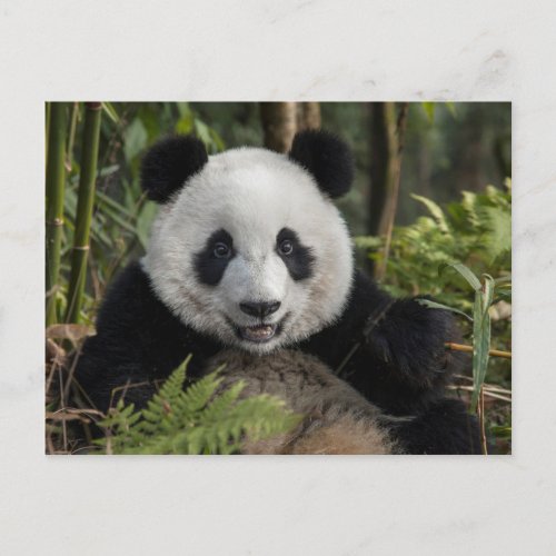 Happy young panda China Postcard